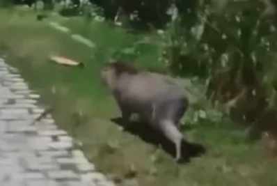 Capivara é flagrada ‘passeando’ pelo Jardim Esperança, em Cabo Frio