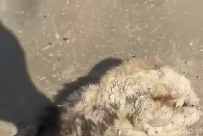 Tamanduá é encontrado morto na Praia do Florestinha, em Cabo Frio