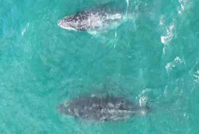 Baleias-jubarte dão show em Arraial do Cabo e surpreendem turistas nesta sexta (13)