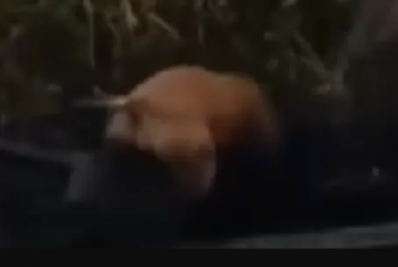 Pitbull escapa de casa, invade quintal e mata cão de família em Búzios