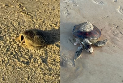 Duas tartarugas são encontradas mortas na Praia do Peró, em Cabo Frio