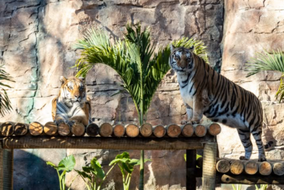 Casal de tigres-de-bengala chega ao Zoológico de SP
