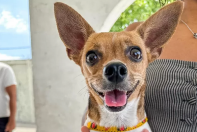 Cabo Frio disponibiliza posto fixo para vacinação antirrábica