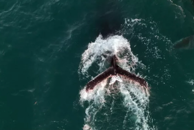 Baleia-jubarte com rara malformação na cauda é avistada novamente em Arraial do Cabo