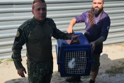 Gaivota debilitada é resgatada na Praia do Forte, em Cabo Frio