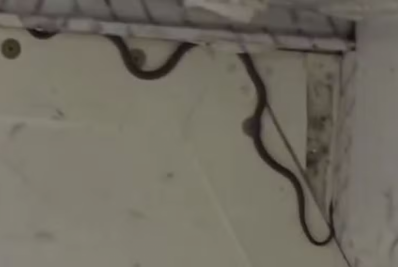 Cobra é encontrada em avião e atrasa voo na Austrália