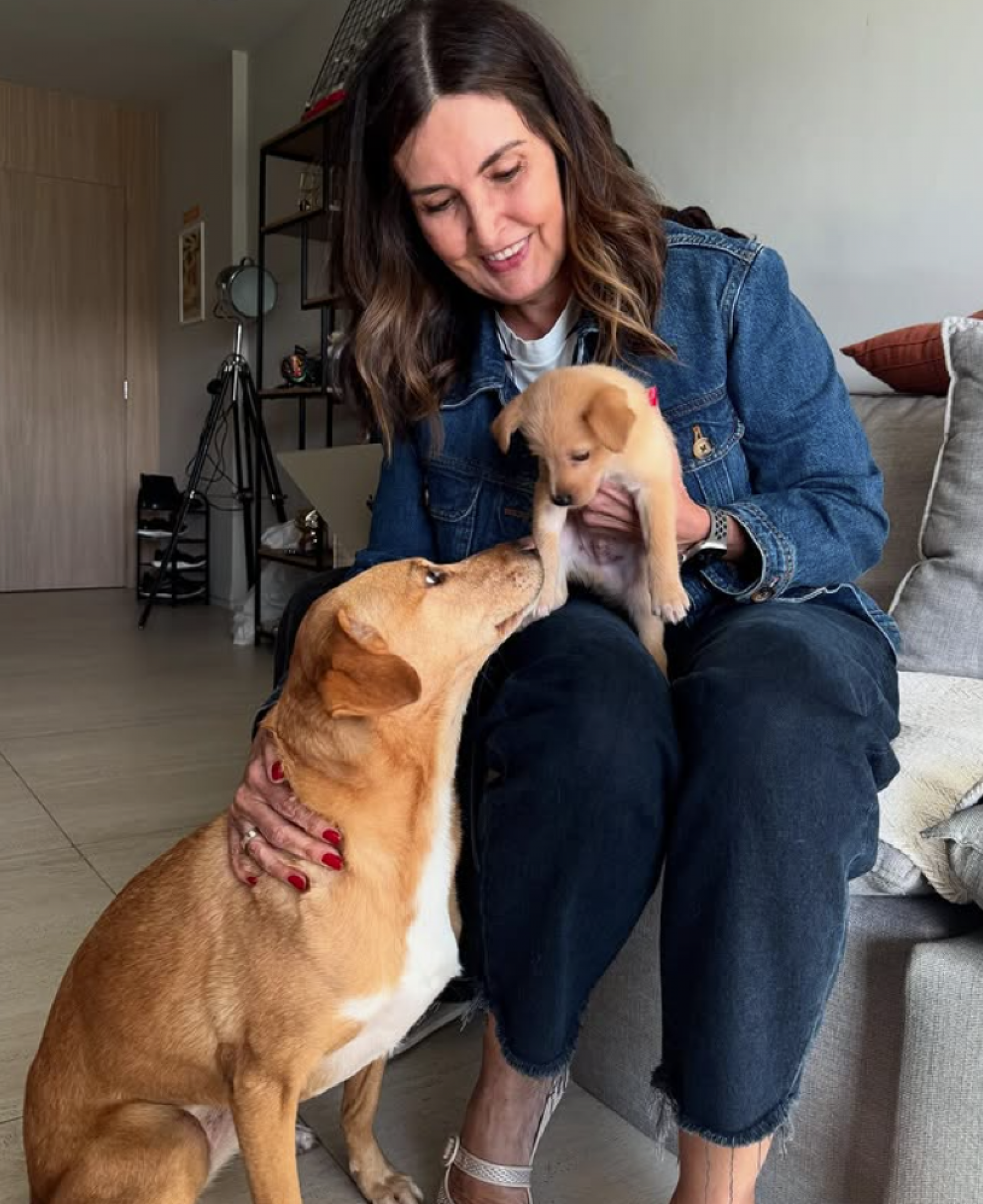 Fátima Bernardes adota cachorro caramelo e apresenta Bruce William - reprodução Instagram