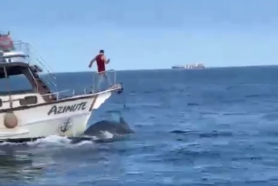 ICMBio investiga condutor acusado de atropelar baleia em Arraial do Cabo