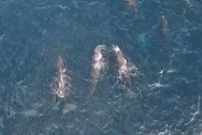 Grupo de cachalotes é avistado próximo à orla da Praia Grande em Arraial do Cabo