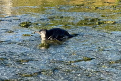 Pinguins nadam e tomam sol na Praia do Forte, em Cabo Frio