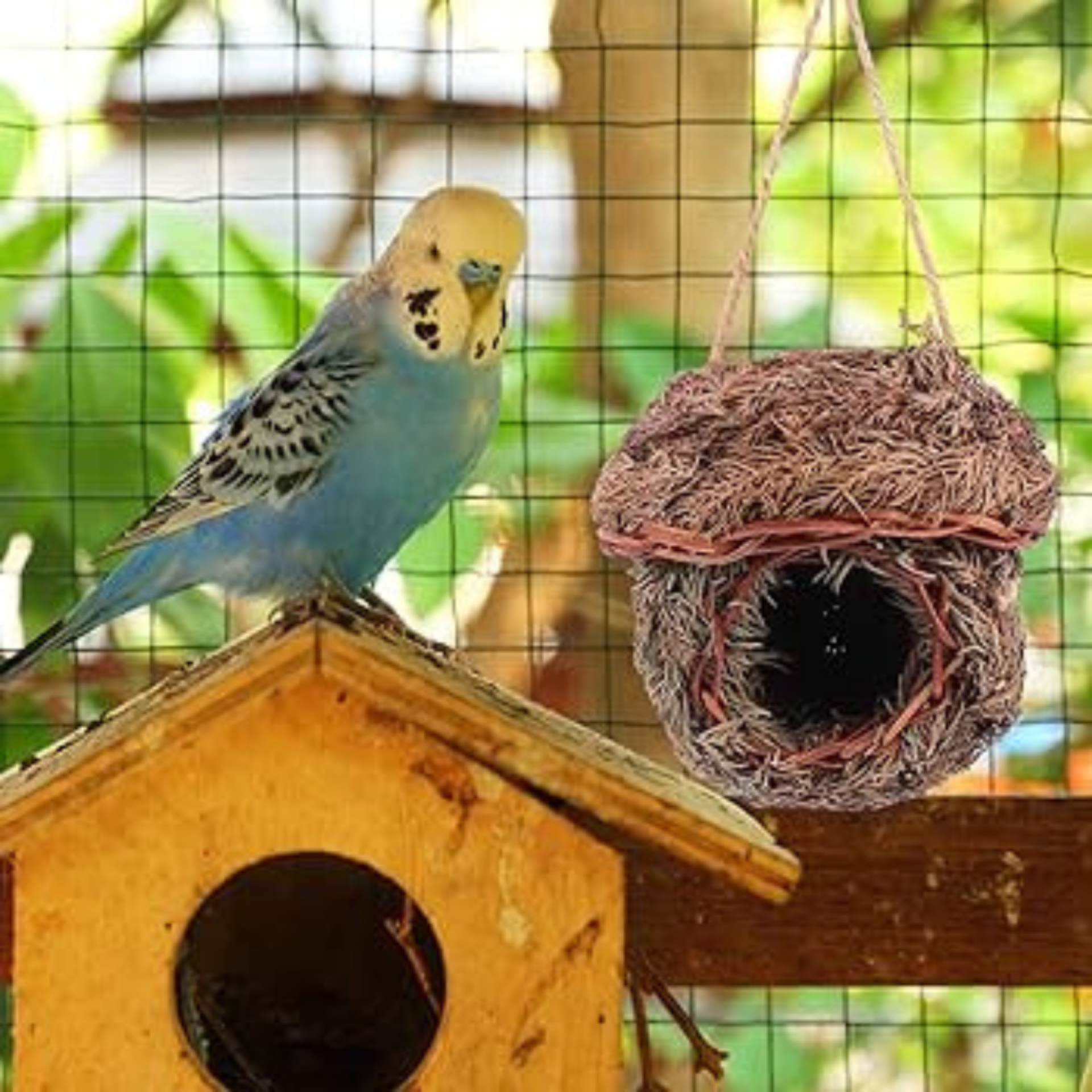 Viveiros devem dispor de abrigos para os pássaros