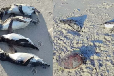 Oito pinguins e uma tartaruga marinha são encontrados mortos na Praia do Dentinho, em Araruama