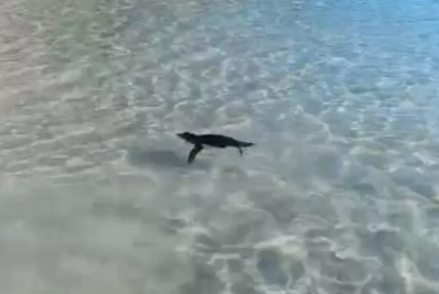 Tentativa de proteger pinguim na Praia Grande quase termina em briga em Arraial