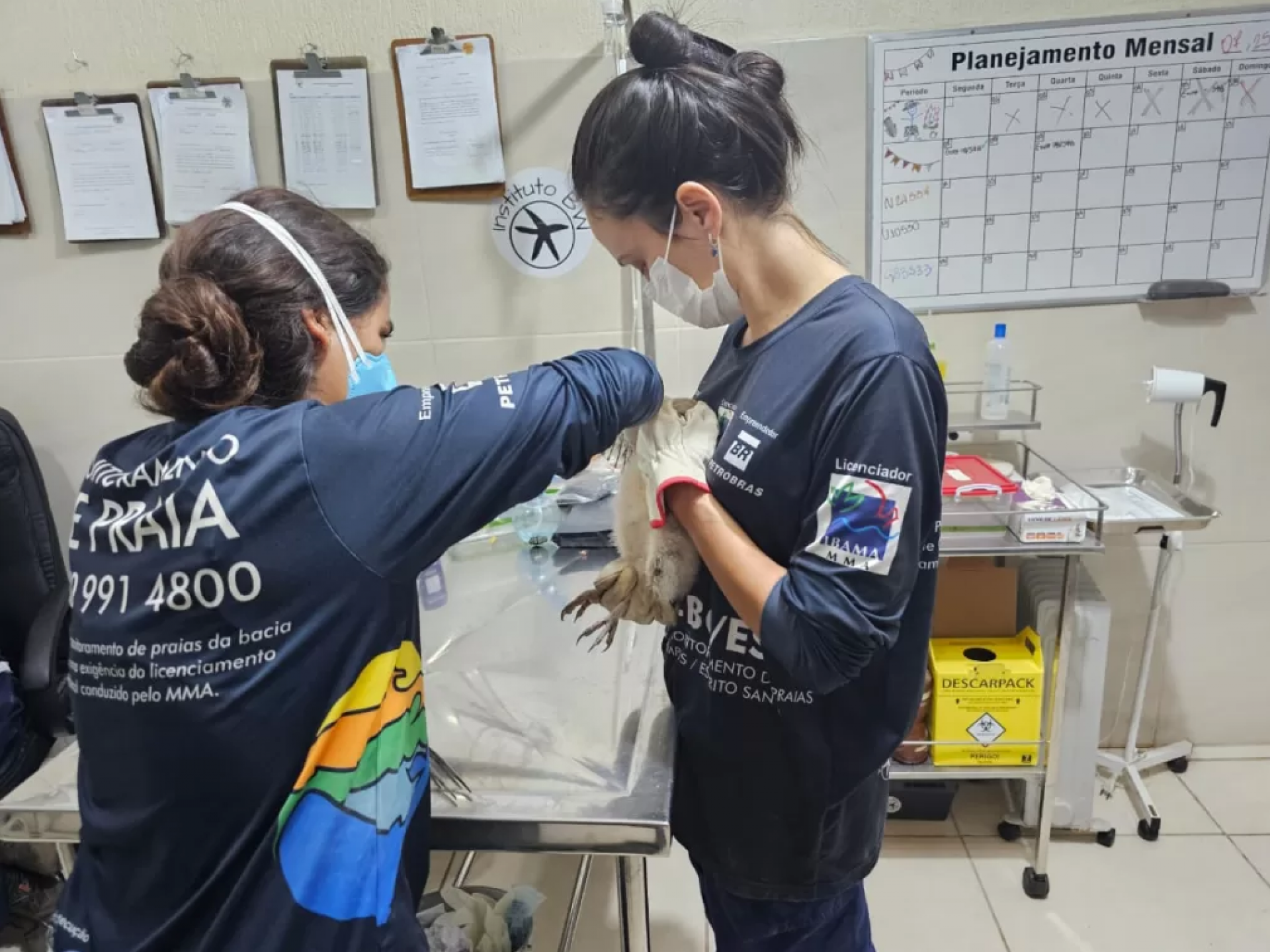 Filhote de coruja-de-capela é resgatado  - Reprodução