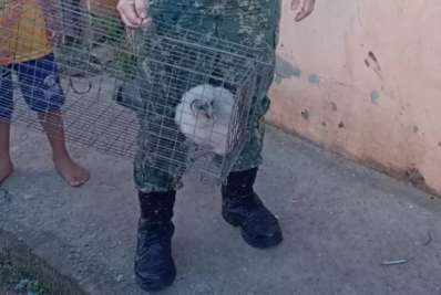 Filhote de coruja é resgatado no quintal de casa em Cabo Frio