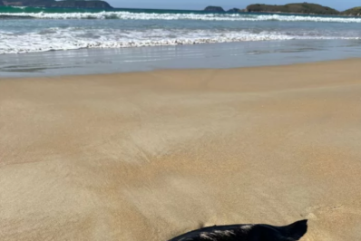 Pinguim é encontrado morto na Praia do Peró, em Cabo Frio