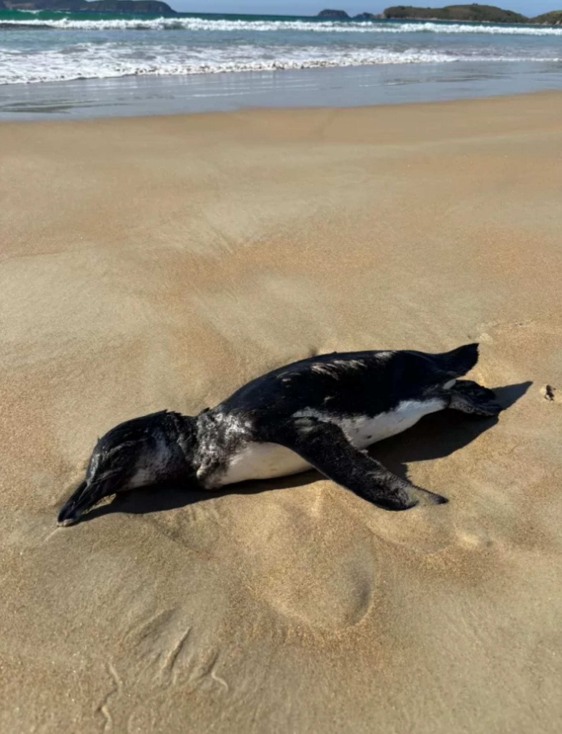 Pinguim é encontrado morto