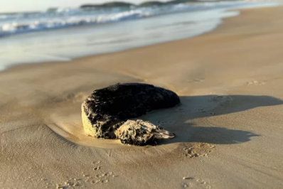 Pinguim é encontrado morto na Praia do Peró, em Cabo Frio