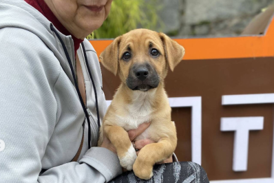 Campanha tem 100% dos cães adotados em Nova Friburgo