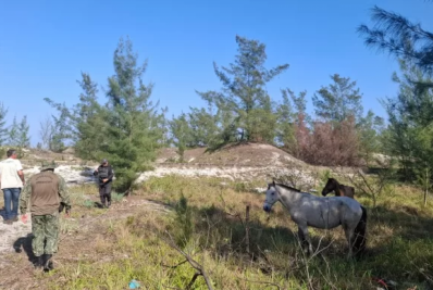 Cavalos soltos são recolhidos em área de preservação no Braga, em Cabo Frio