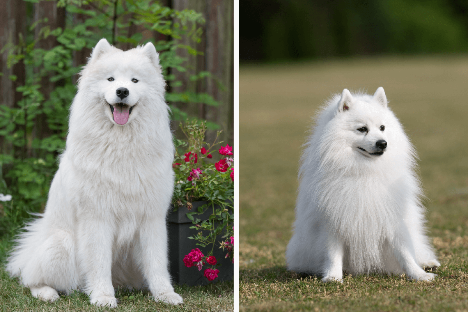 O samoieda e o spitz japon&ecirc;s s&atilde;o cachorros diferentes (Imagem: Zanna Pesnina e nik174 | Shutterstock)