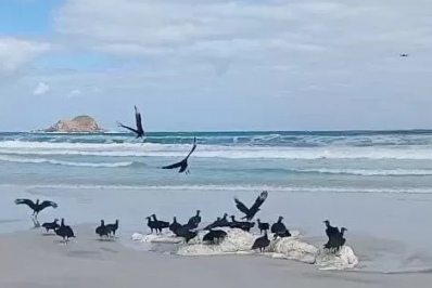 Carcaça de baleia é encontrada na Praia Grande, em Arraial do Cabo