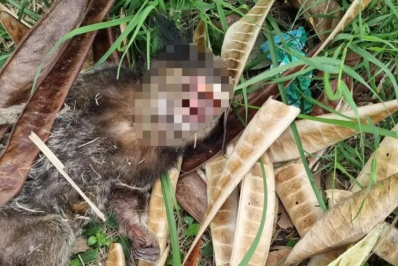 Sagui é encontrado morto em Búzios