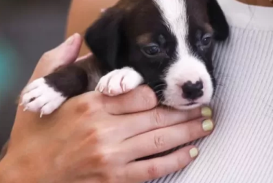 Feira de Adoção de Animais será realizada neste sábado (23) em Cabo Frio