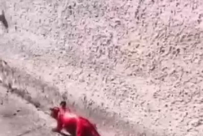 Gambá tingido de rosa é flagrado em Búzios