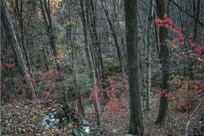 MAC Niterói inaugura exposição individual de Edo Costantini