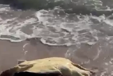 Duas tartarugas são encontradas mortas na Praia da Marina, em Búzios