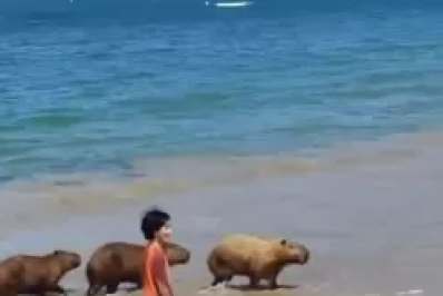 Capivaras surpreendem turistas na Praia da Ferradura em Búzios