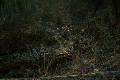 MAC Niterói inaugura exposição individual de Edo Costantini