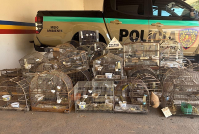 Idoso é multado em quase R$ 370 mil por manter 83 aves silvestres em cativeiro em MG