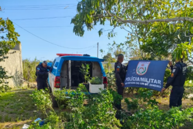 Polícia apreende 250 pés de maconha em estufas de São Pedro da Aldeia