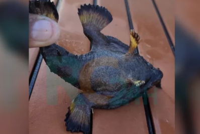 Turistas se assustam com 