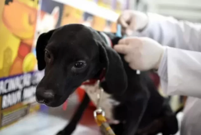Arraial realiza Campanha de Vacinação Antirrábica Animal neste sábado (27)