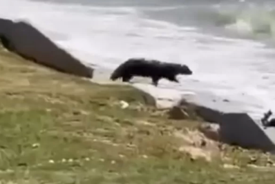 Ariranha é avistada na Lagoa de Araruama