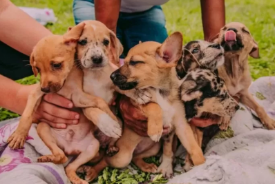 Feira de adoção de animais acontecerá no Peró, em Cabo Frio, neste sábado (11)