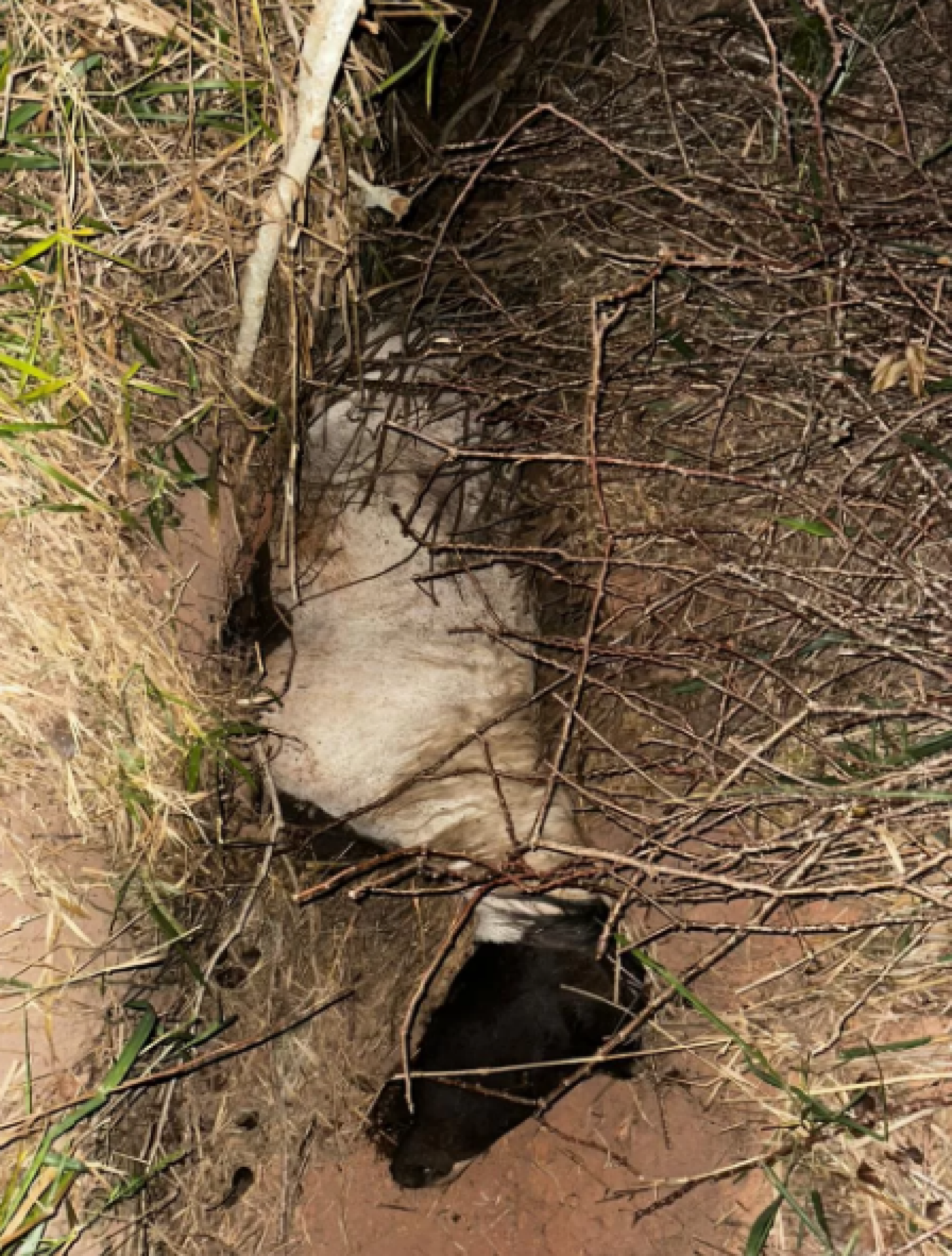 Cavalo é resgatado com sinais de maus-tratos - Reprodução