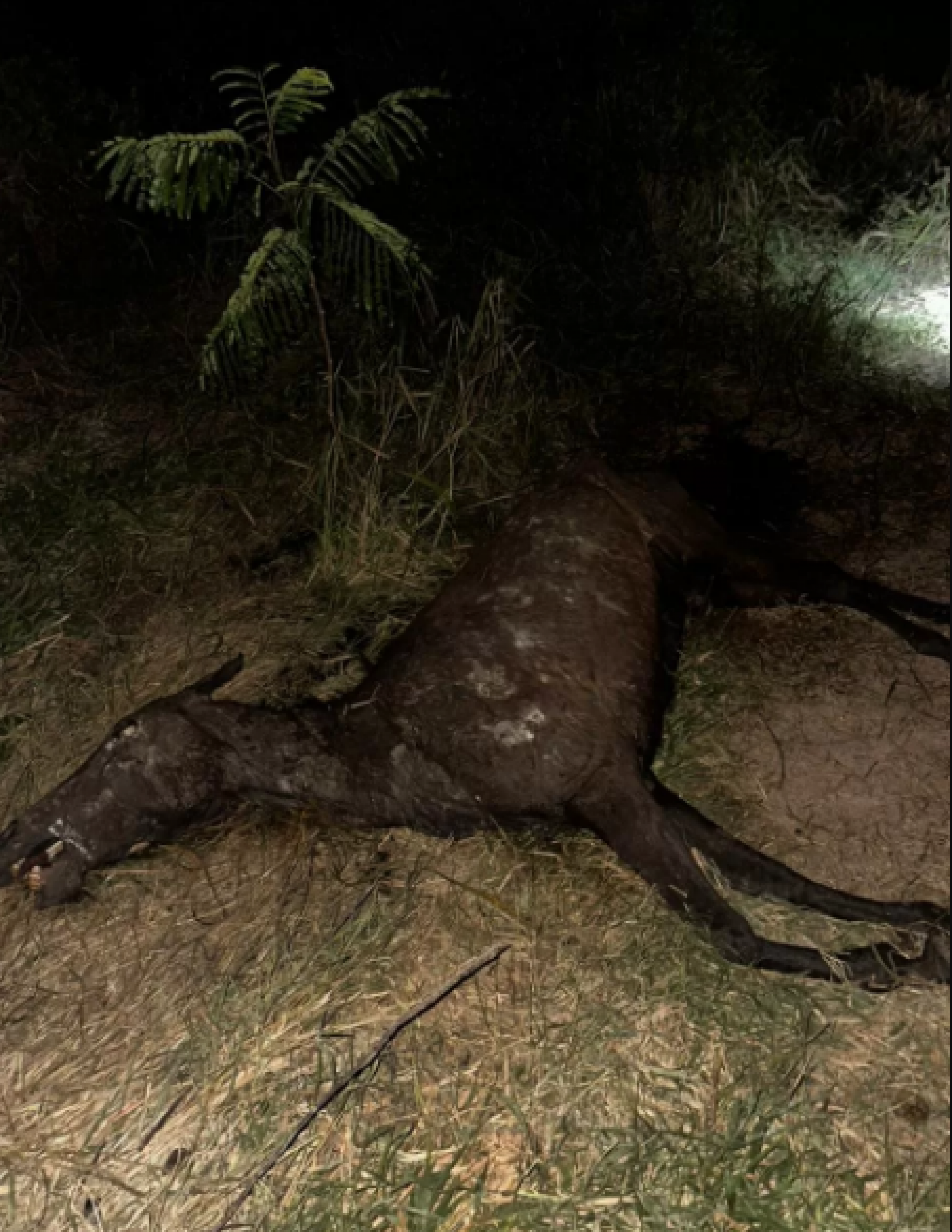 Cavalo é resgatado com sinais de maus-tratos - Reprodução