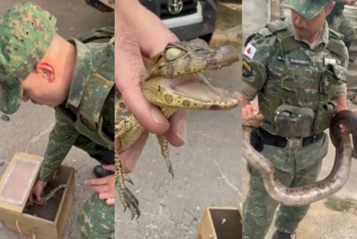 Homem é preso com filhote de jacaré e diz que recebeu animal pelos Correios
