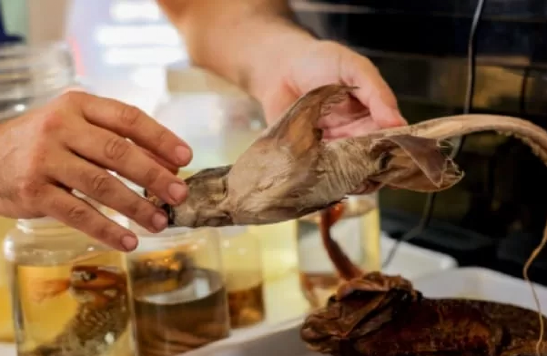 Festival da Pesca ? Feira de Projetos do Mar - Reprodução 