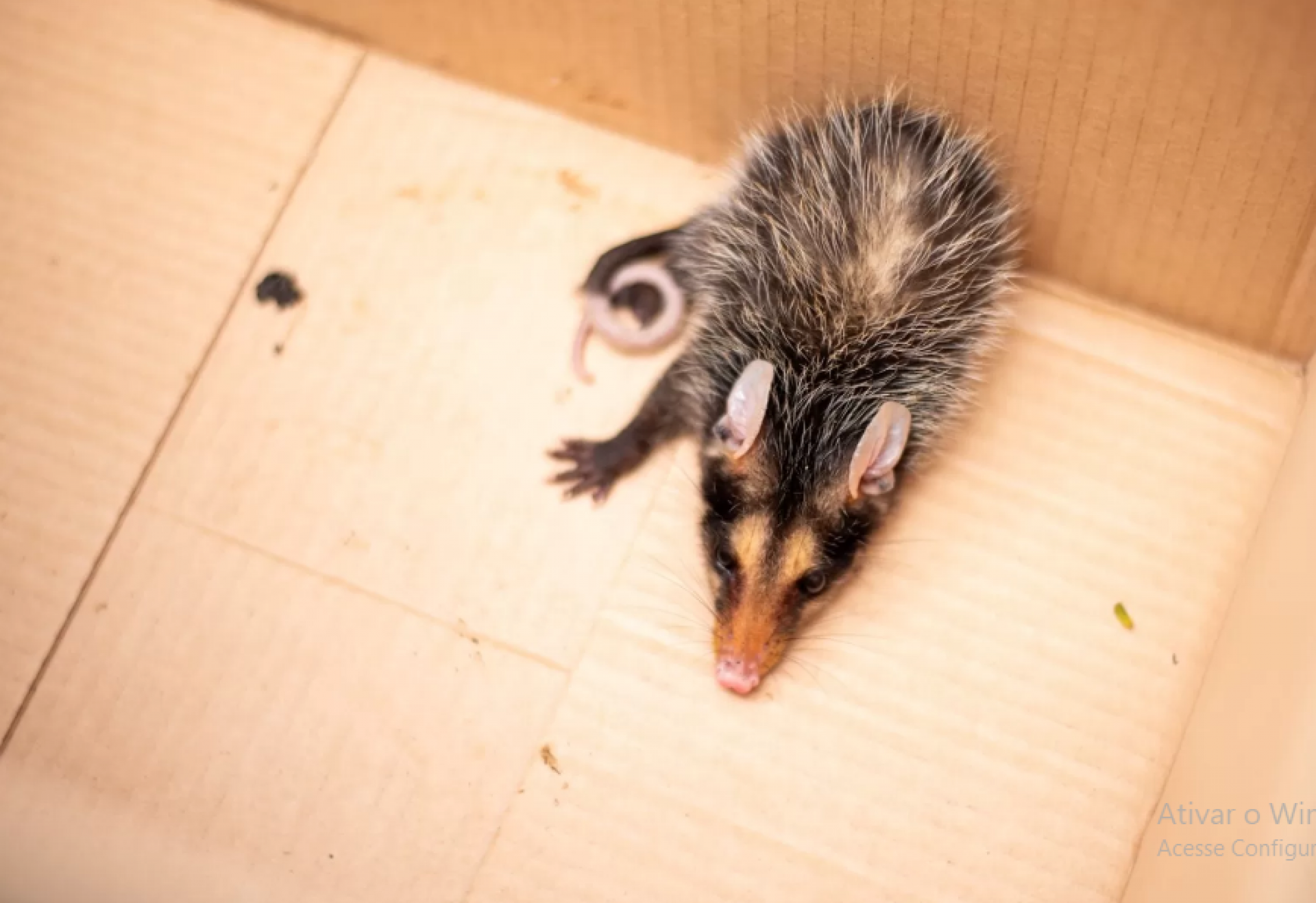 Saruês, também conhecidos como gambás - Ascom