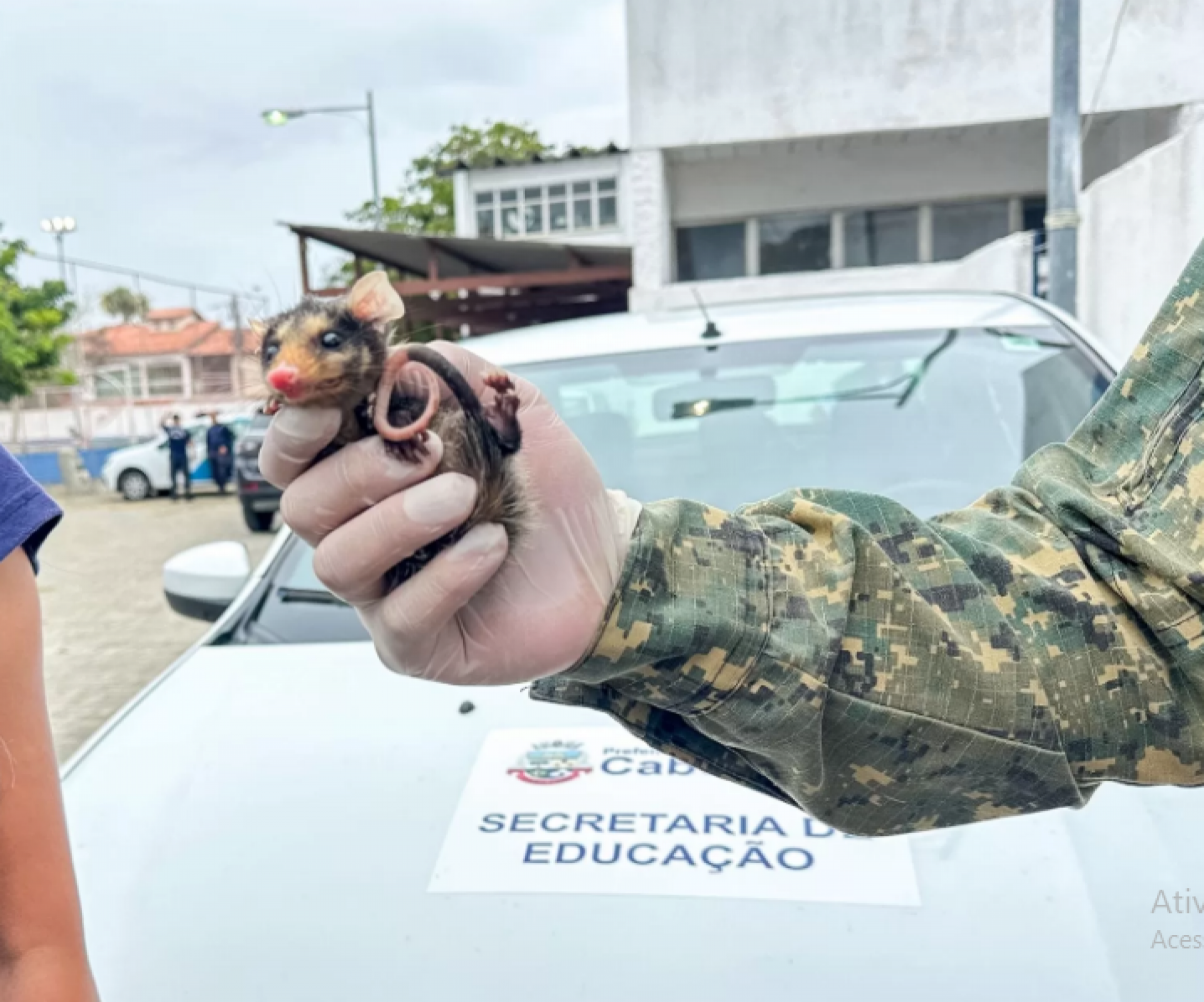 Saruês, também conhecidos como gambás - Ascom
