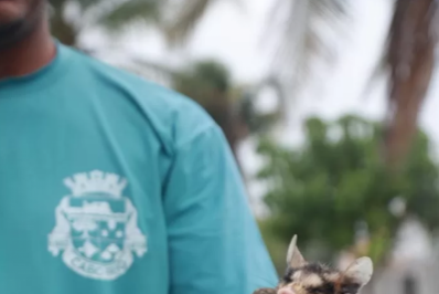 Aumento de aparições de saruês é registrado em Cabo Frio