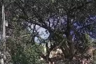 Inea realiza operação e remove animais do Instituto Larissa Saruê em Búzios