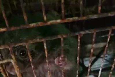 Denúncias de maus-tratos motivam operação que retirou 92 animais de ONG em Búzios