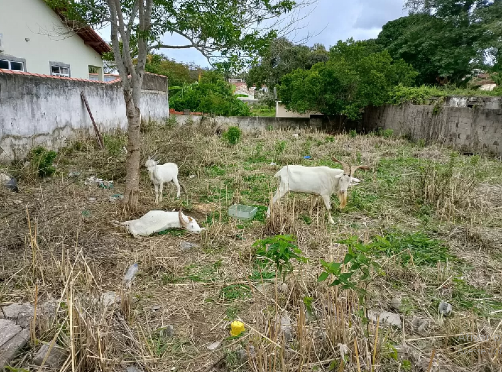 Ação conjunta com a Secretaria de Proteção aos Animais e a Polícia Civil - Ascom