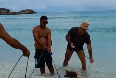 Pescadores de Arraial do Cabo salvam mero ameaçado de extinção após captura acidental